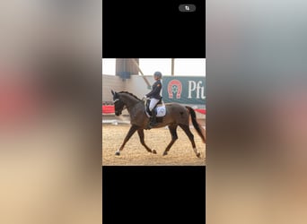 Bávaro, Caballo castrado, 12 años, 170 cm, Alazán-tostado