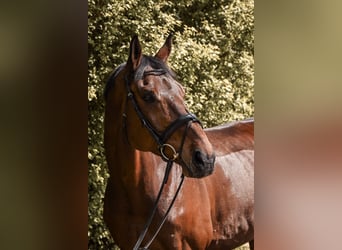 Bávaro, Caballo castrado, 12 años, 170 cm, Castaño