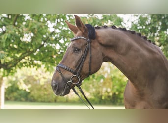 Bávaro, Caballo castrado, 12 años, 180 cm, Alazán-tostado