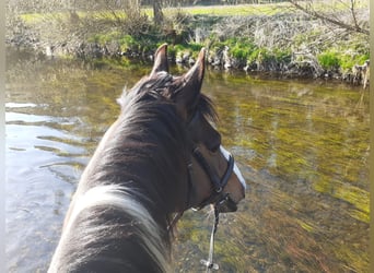 Bávaro, Caballo castrado, 13 años, 170 cm, Pío