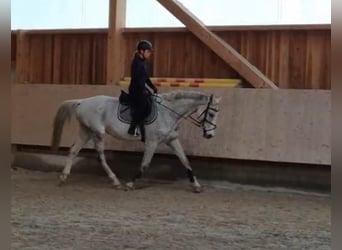 Bávaro, Caballo castrado, 13 años, 170 cm, Tordo