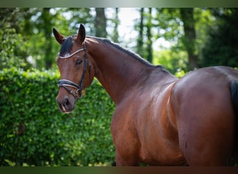 Bávaro, Caballo castrado, 13 años, 174 cm, Castaño