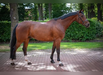 Bávaro, Caballo castrado, 13 años, 174 cm, Castaño
