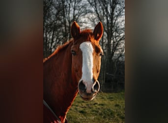 Bávaro, Caballo castrado, 14 años, 160 cm, Alazán
