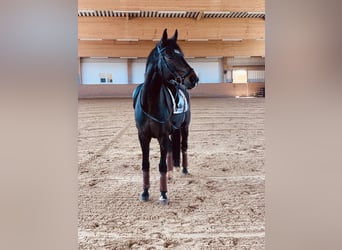 Bávaro, Caballo castrado, 14 años, 168 cm, Castaño oscuro