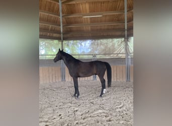 Bávaro, Caballo castrado, 14 años, 168 cm, Castaño oscuro