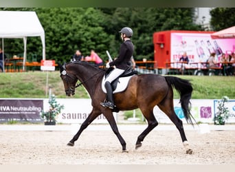 Bávaro, Caballo castrado, 14 años, 168 cm, Castaño oscuro