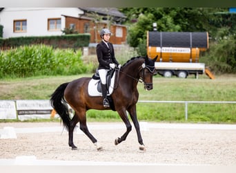 Bávaro, Caballo castrado, 14 años, 168 cm, Castaño oscuro