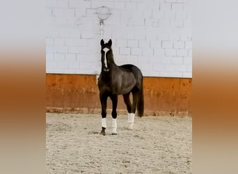 Bávaro, Caballo castrado, 14 años, 182 cm, Alazán-tostado