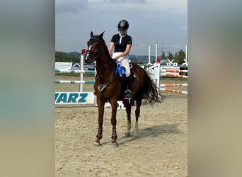 Bávaro, Caballo castrado, 15 años, 166 cm, Alazán