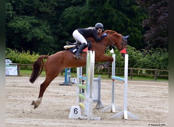 Bávaro, Caballo castrado, 15 años, 166 cm, Alazán