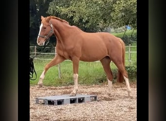 Bávaro, Caballo castrado, 15 años, 170 cm, Alazán