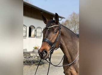 Bávaro, Caballo castrado, 15 años, 170 cm, Castaño