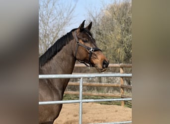Bávaro, Caballo castrado, 15 años, 170 cm, Castaño