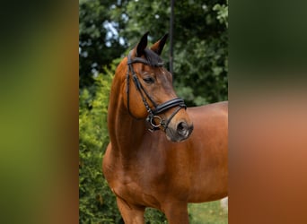 Bávaro, Caballo castrado, 15 años, 170 cm, Castaño oscuro