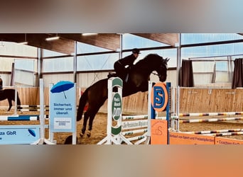 Bávaro, Caballo castrado, 15 años, 173 cm, Castaño