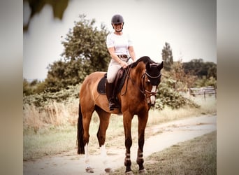 Bávaro, Caballo castrado, 15 años, 174 cm, Castaño