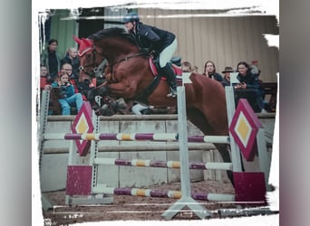 Bávaro, Caballo castrado, 15 años, 180 cm, Castaño