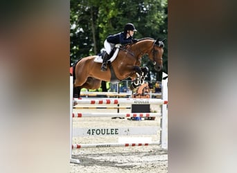 Bávaro, Caballo castrado, 16 años, 178 cm, Castaño rojizo