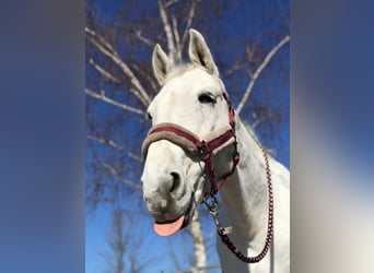 Bávaro, Caballo castrado, 17 años, 162 cm, Tordo