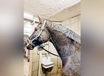 Bávaro, Caballo castrado, 17 años, 172 cm, Castaño oscuro