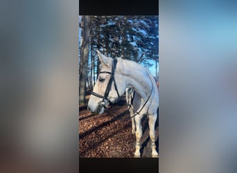 Bávaro, Caballo castrado, 17 años, 175 cm, Tordo picazo