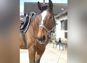 Bávaro, Caballo castrado, 17 años, 178 cm, Castaño