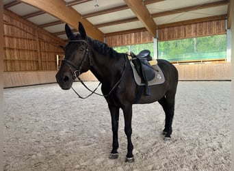 Bávaro, Caballo castrado, 18 años, 168 cm, Castaño oscuro