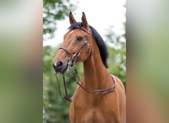 Bávaro, Caballo castrado, 18 años, 175 cm, Castaño