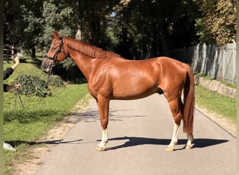 Bávaro, Caballo castrado, 19 años, 162 cm, Alazán