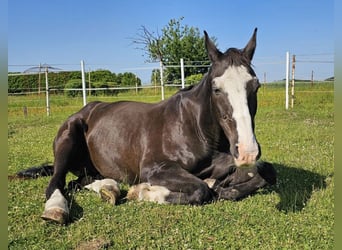 Bávaro, Caballo castrado, 25 años, 165 cm, Morcillo