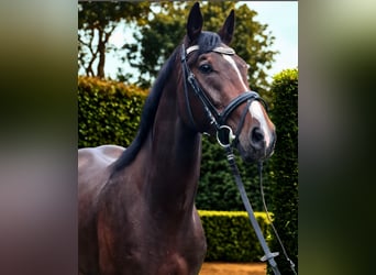 Bávaro, Caballo castrado, 3 años, 170 cm, Castaño oscuro