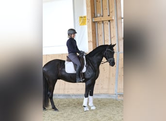 Bávaro, Caballo castrado, 4 años, 161 cm, Morcillo