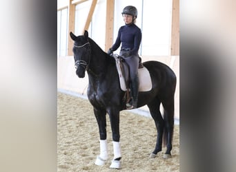 Bávaro, Caballo castrado, 4 años, 161 cm, Morcillo