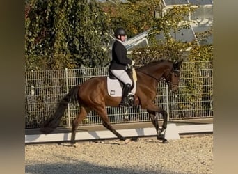 Bávaro, Caballo castrado, 4 años, 162 cm, Castaño oscuro