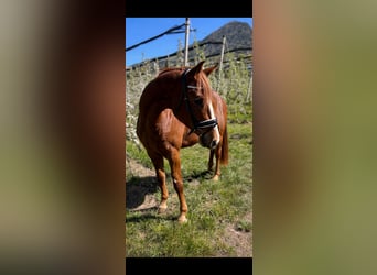 Bávaro, Caballo castrado, 4 años, 164 cm, Alazán