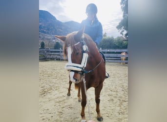 Bávaro, Caballo castrado, 4 años, 164 cm, Alazán