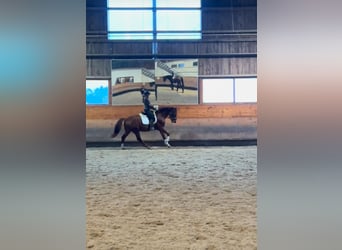 Bávaro, Caballo castrado, 4 años, 166 cm, Alazán