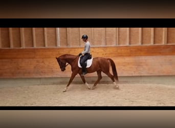 Bávaro, Caballo castrado, 4 años, 166 cm, Alazán