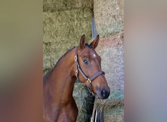 Bávaro, Caballo castrado, 4 años, 169 cm, Castaño