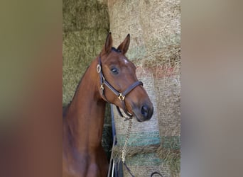 Bávaro, Caballo castrado, 4 años, 169 cm, Castaño
