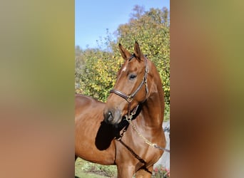 Bávaro, Caballo castrado, 4 años, 169 cm, Castaño
