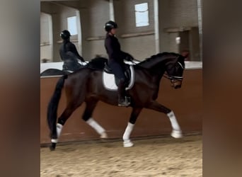 Bávaro, Caballo castrado, 4 años, 174 cm, Castaño