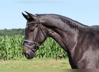 Bávaro, Caballo castrado, 4 años, 174 cm, Castaño oscuro