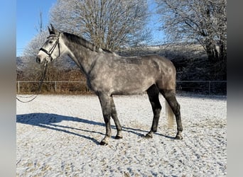 Bávaro, Caballo castrado, 5 años, 170 cm, Tordillo negro
