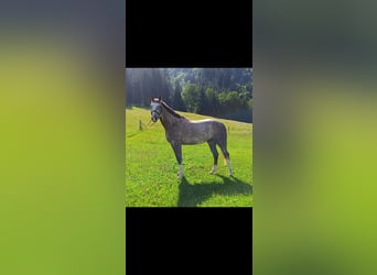 Bávaro, Caballo castrado, 5 años, 172 cm, Tordo