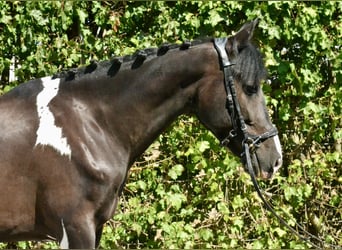 Bávaro, Caballo castrado, 6 años, 155 cm, Pío