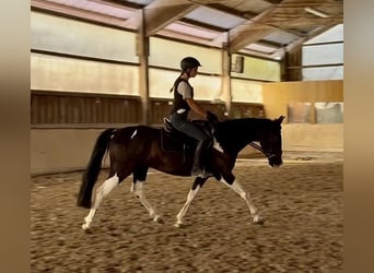 Bávaro, Caballo castrado, 6 años, 155 cm, Pío
