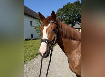 Bávaro, Caballo castrado, 6 años, 166 cm, Alazán