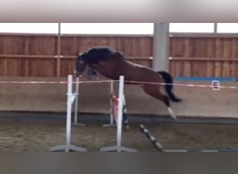 Bávaro, Caballo castrado, 6 años, 166 cm, Castaño